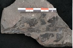 Foto (Detailansicht) von Adiantites sp. (NHMW-GEO-2024-0188-10481)